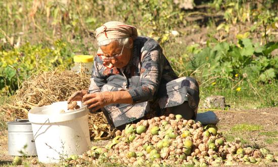 Ceviz Zaman