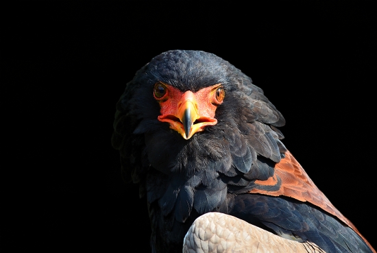 Terathopius Ecaudatus