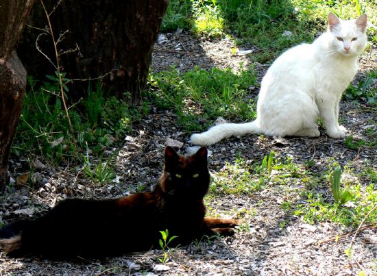 Siyah Beyaz Kediler