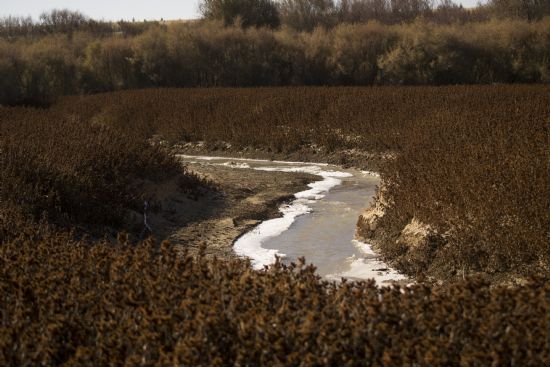 Dikenlerin Arasnda Hayat