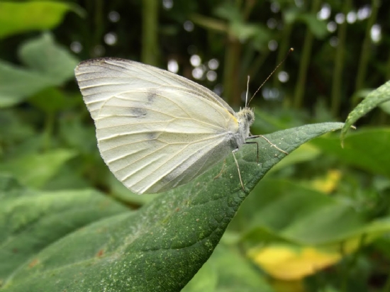 Byk Beyazmelek (pieris Brassicae)