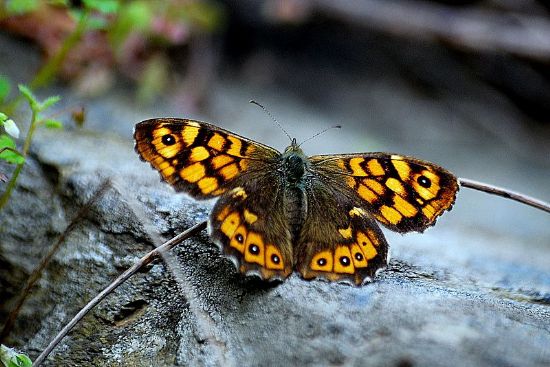 Memleket Hazineleri   Kelebek 4 (mola)