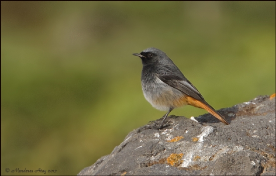 Kara Kzlkuyruk Black Redstart / Phoenicurus Ochr