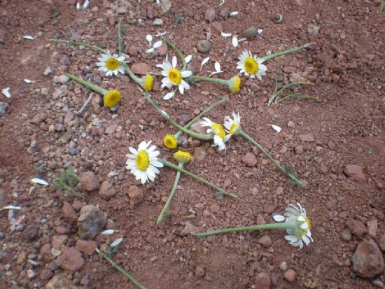 Sewiyo :) Sewmiyo...  :(