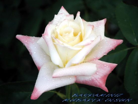 Net Foto Dostlarma.......