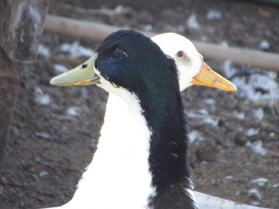 Anl�k Denk Gelen Bir Foto�raf