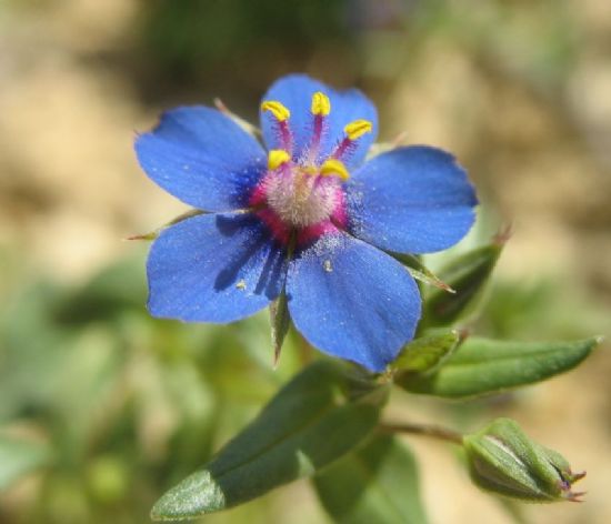 Anagallis Arvensis