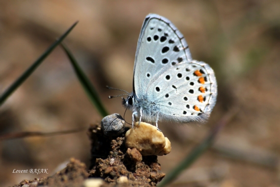 Himalaya Mavisi