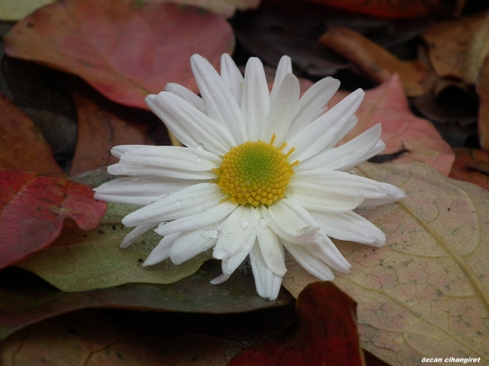 Yce Allah  Daima Dorudur.