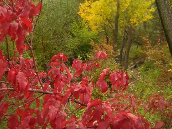 Konya-ak�ehirde Sultan Da�lar� Eteklerinde Sonbahr