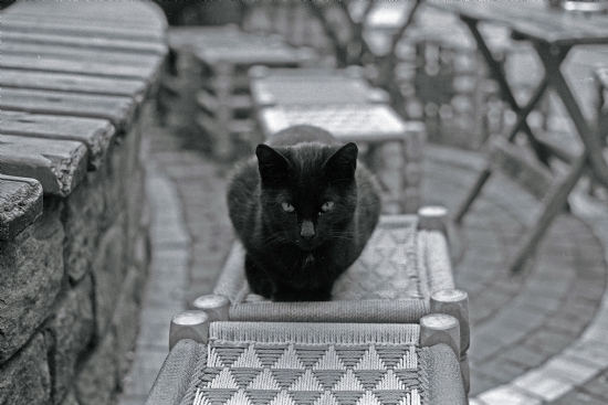 Kara Kedi