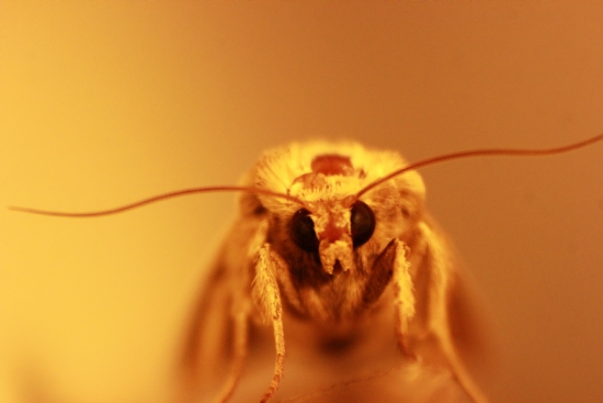 Bir Kelebekle Makro Gnl