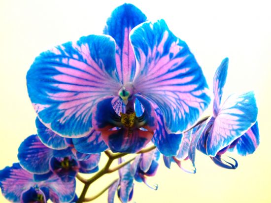 Vahi Orkide