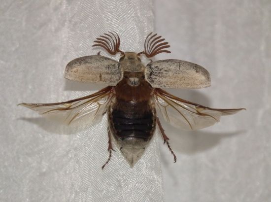 Adn Bilmediim Bir Bcek