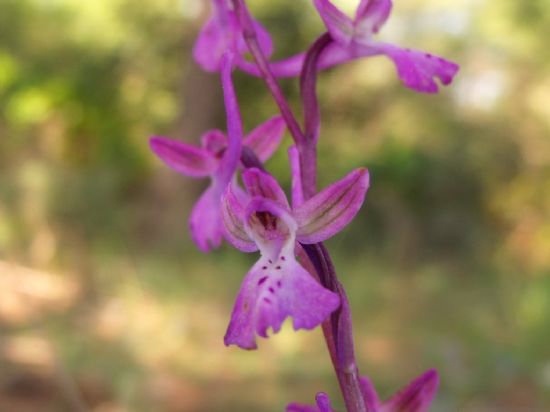 Salep ( Mikro Orkide )