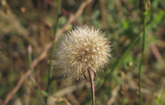 Dandelion(kara Hindiba) Bitkisi