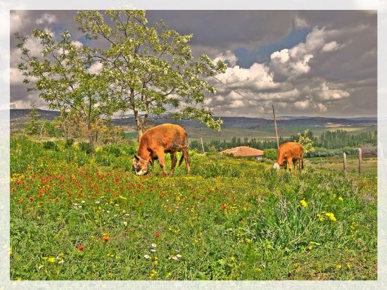 Elmada/kuuali Ky(ankara)