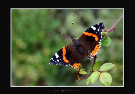 Butterfly...  2