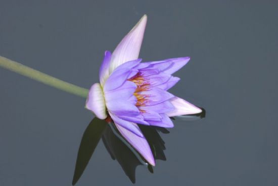 Eguvan Lotus