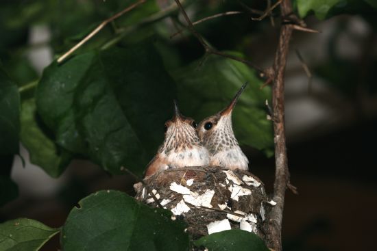 Humming Bird Yavrulari