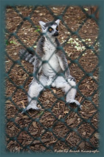 Lemur