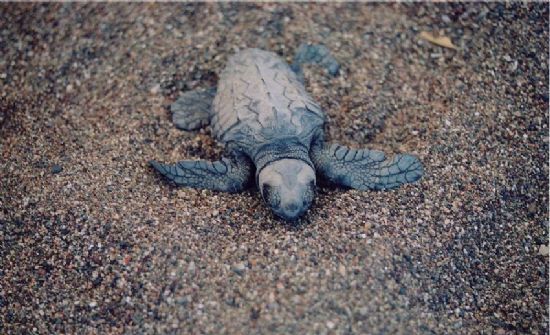 Caretta Caretta