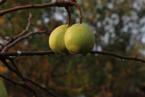 Dalnda Kalm ki Armut