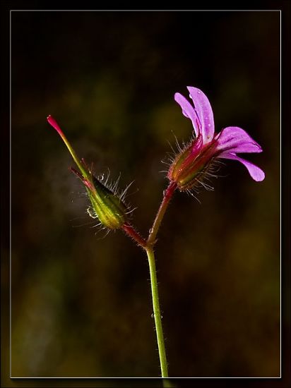 Geranium