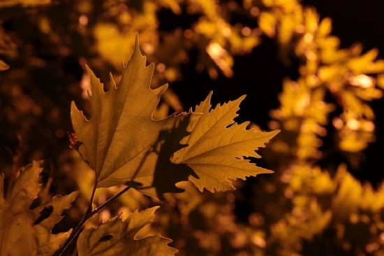 Sonbahar Yapraklar�