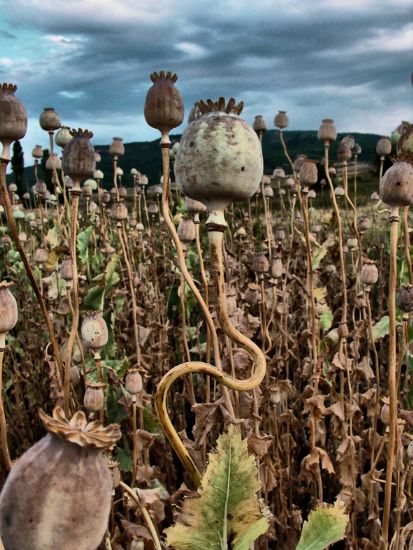 Afyon Ha�ha�’�