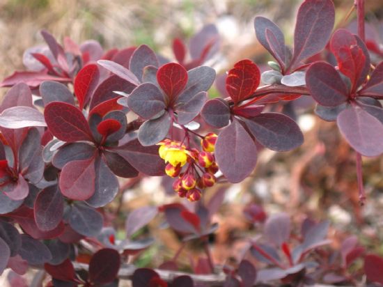 �evremizdeki G�zellikler..