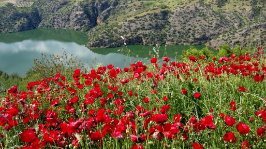 Gelincikler Ve Cindere Baraj