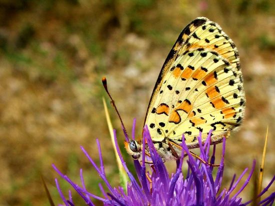 21 - Benekli parhan (melitaea Didyma)