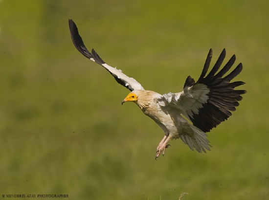 Kk Akbaba .  Egyptian Vulture .  Neophron Percnop