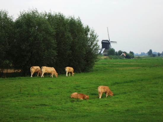 Hollanda’da Bir Gun