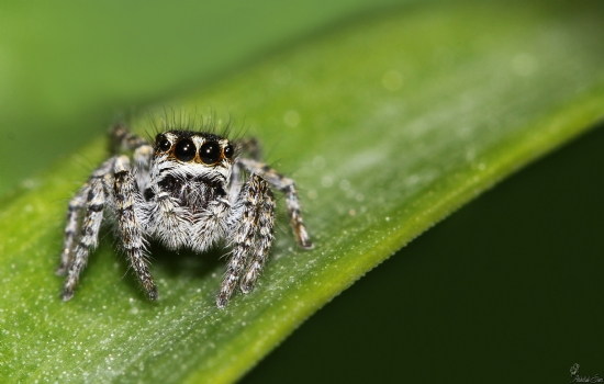 Jumper Spider