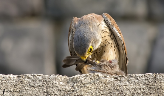 Kerkenez  Falco Tinnunculus  Common Kestrel