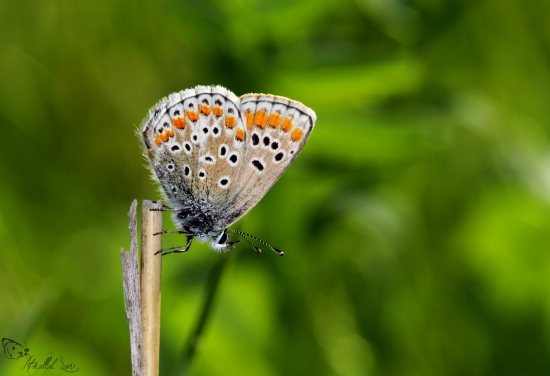 ok Gzl Esmer (sezon Balangc)