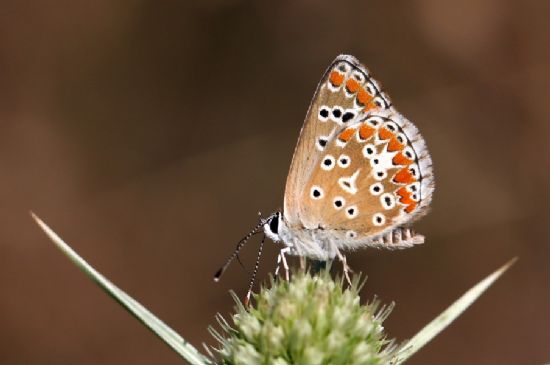 okgzl Esmer (aricia Agestis)