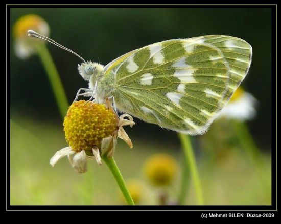 Pontia Edusa