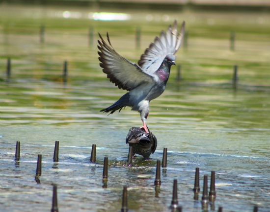 Herkes Ykselmek in Birilerinin stne Basar