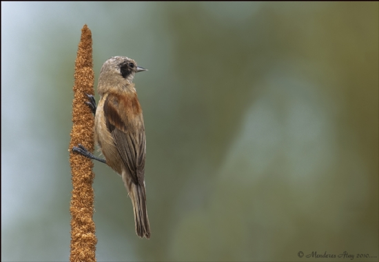 ulhakuu Penduline Tit / Remiz Pendulinus