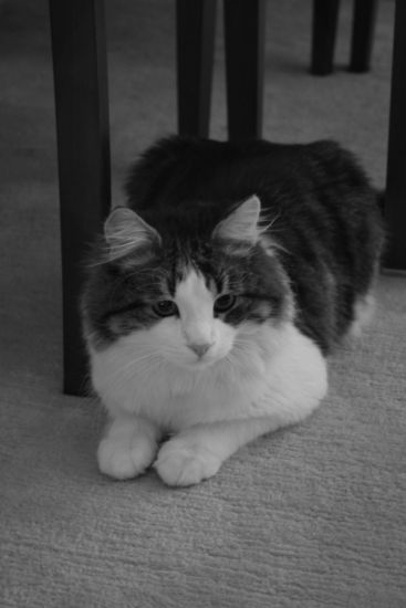 Sessiz Derin Bekleyi