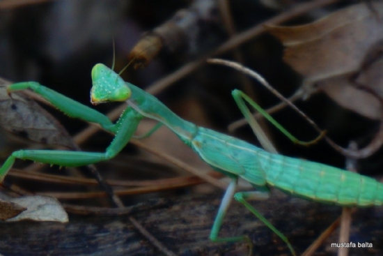 Miniciks Hayatlar ” Mantis ”