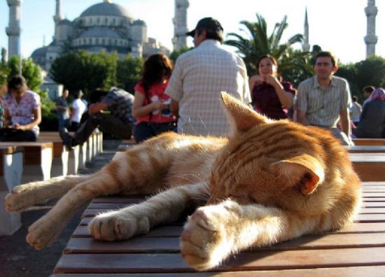 Sultanahmet’de Kestirirken