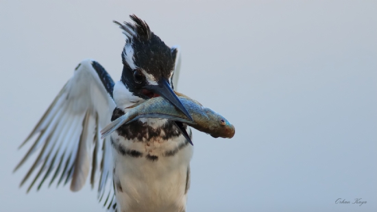 Alaca Yalapkn  Ceryle Rudis  Pied Kingfisher