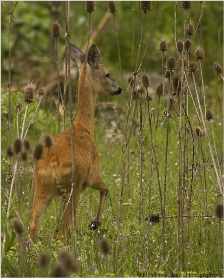 Karaca ..  Capreolus Capreolus ..  Roe Deer
