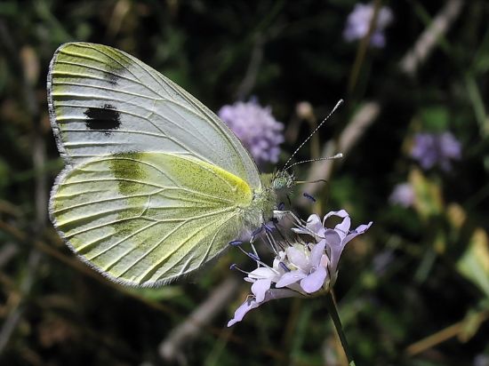 14 - Krper’in Beyazmelei (pieris Krueperi )