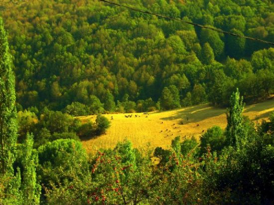 Orman Aras Konaklama