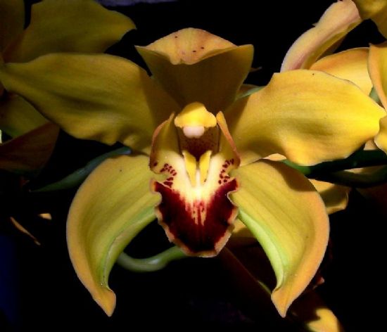 Orkide 2